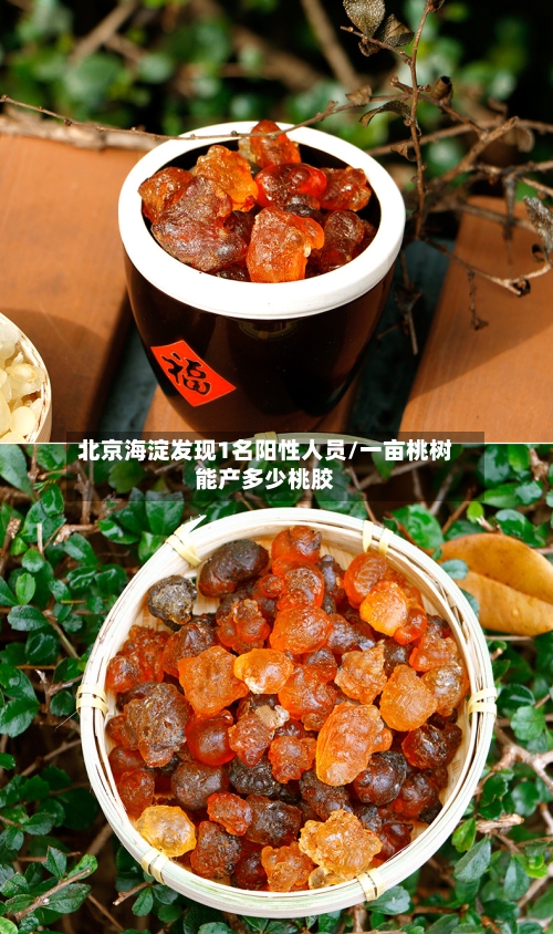北京海淀发现1名阳性人员/一亩桃树能产多少桃胶-第2张图片