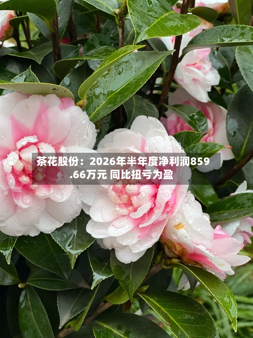 茶花股份：2026年半年度净利润859.66万元 同比扭亏为盈