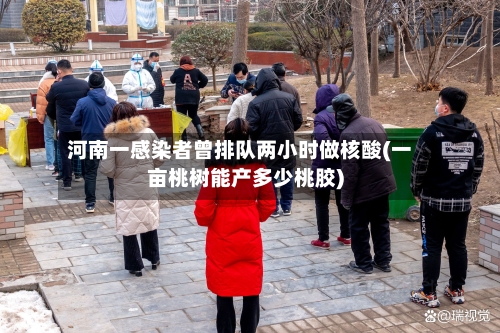 河南一感染者曾排队两小时做核酸(一亩桃树能产多少桃胶)-第3张图片