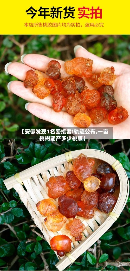 【安徽发现1名密接者!轨迹公布,一亩桃树能产多少桃胶】