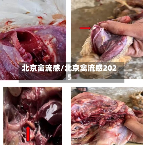 北京禽流感/北京禽流感2025